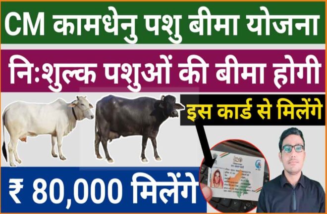 कामधेनु पशु बीमा योजना 2023 | पशुपालको को रूपये 80000 मिलेंगे | Rajasthan Kamdhenu Pashu Bima Yojana